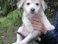 Красивые щенки ищут дом. Находятся на передержке в г Пинске, фотография 3