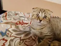 Шотландские мальчик и девочки, фотография 6