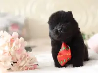Щенки чау чау