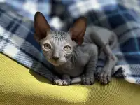 Котята канадского сфинкса, фотография 6