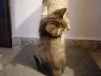 Дарю котят, фотография 4