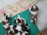 Продам щенков ши-тцу, фотография 2