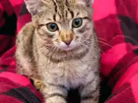 Кошечка Капелька 3-4 месяца
