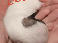 Чихуахуа щенки, фотография 5