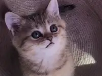 Домашние животные, фотография 3