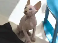 Котята канадского сфинкса, фотография 6
