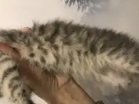 Шотландские вислоухие котята, фотография 5