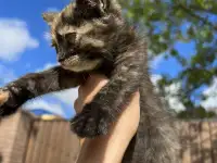 Котёнок (1 мес) в дар, фотография 3