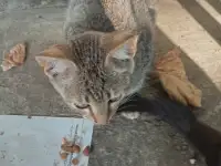 Котенок в дар, фотография 8