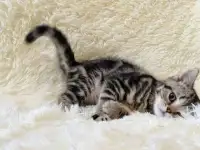 Шотландская прямоухая кошечка, котенок, страйт, окрас SFS 71 n22, мрамор