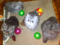 Персидские котята Экстремального типа чистокровные. Персы., фотография 9