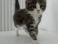 Очаровательная девочка Мейн-Кун, фотография 4