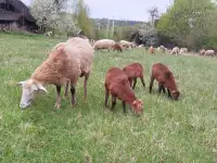 Продаем овец катумской породы, фотография 7
