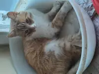 Кот, фотография 2