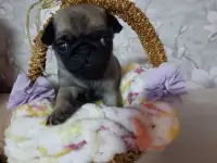 Продаются щенки мопса, фотография 3