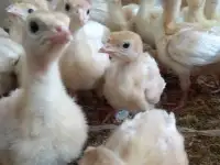 Индюшата