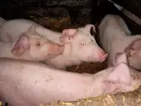 Поросята