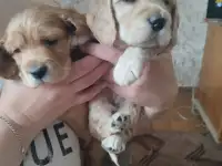 щенки родилисьг.4 мальчика 2 девочки., фотография 1