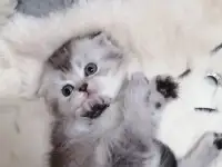 Котята шотландские вислоухие, фотография 3