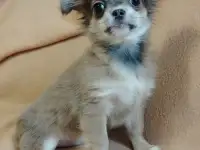 Девочки чихуахуа