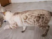 Бенгальские котята мальчики и девочки, фотография 9
