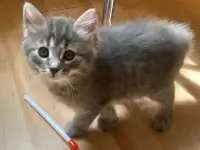пушистые котята в дар, фотография 3