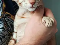 Ориентальная кошка, фотография 2
