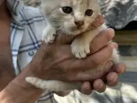 Котята 2 месяца, фотография 4