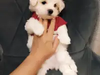 Щенок мальтезе, фотография 3