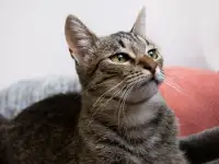Котенок Тоффи, 7 мес., фотография 8