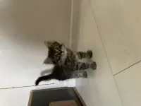 Котята в дар, фотография 2