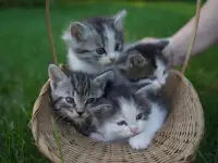 Котята в хорошие руки