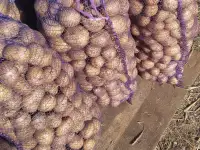 Картофель крупный с бесплатной доставкой