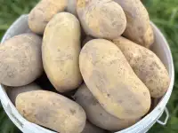 Продам картофель