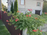 Продам дом