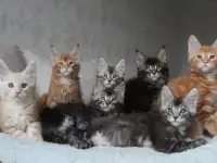 Мальчики мейн-куны.