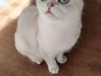 Продам котят, фотография 10