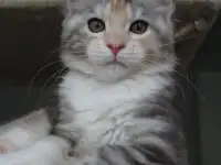 Кошечка породы мейн-кун., фотография 4