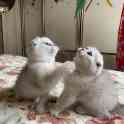 Шотландские котята, фотография 2