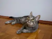 Котенок Тоффи, 7 мес., фотография 3