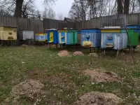 Продам пчелосемьи миролюбивые-медоносные