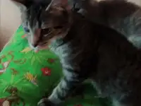 Котята в дар, в добрые руки, фотография 2