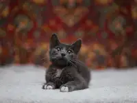 Милейший котеночек Масик мечтает найти семью!, фотография 5