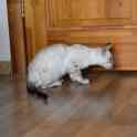 Бенгальские котята, фотография 4