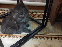 Котята, фотография 2