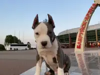 Щенок американского стаффордширского терьера