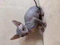Сфинкс (мальчик)