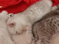 Шотландские  вислоухие котята, фотография 2