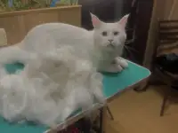 Грумер/груминг кошек, фотография 10