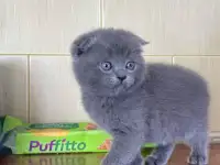 Шотландские котята, фотография 6